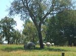 Ovini per la gestione forestale: la gestione delle giovani fustaie attraverso il pascolo degli ovini - European Agroforestry ...