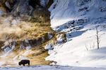 Le magie dell'inverno Yellowstone 2020 - dal 3 al 13 febbraio 2020 - Xplore America