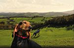 Tracciare, addestrare, condividere - Benelli Caddy