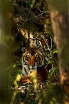 RANTHAMBORE 2019 Un viaggio fotografico tra le tigri di Ranthambore e la fauna locale - Grandi Viaggi Fotografici