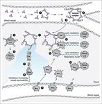 Sistema immunitario - UniBa