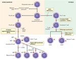 Sistema immunitario - UniBa