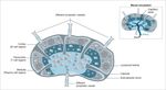 Sistema immunitario - UniBa