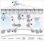 Sistema immunitario - UniBa