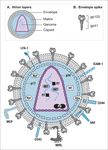 Sistema immunitario - UniBa