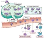 Sistema immunitario - UniBa