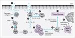 Sistema immunitario - UniBa