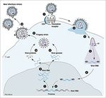 Sistema immunitario - UniBa