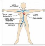 Topografia dei vasi sanguigni - SFP Viterbo