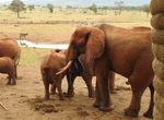 "ESPLORANDO IL KENYA" - Taita Hills - Amboseli - Nairobi - Masai Mara - Lago Naivasha - Samburu - Ol Pejeta 12 giorni /11 notti - Nurali Safaris Kenya