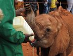 "ESPLORANDO IL KENYA" - Taita Hills - Amboseli - Nairobi - Masai Mara - Lago Naivasha - Samburu - Ol Pejeta 12 giorni /11 notti - Nurali Safaris Kenya