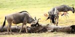"ESPLORANDO IL KENYA" - Taita Hills - Amboseli - Nairobi - Masai Mara - Lago Naivasha - Samburu - Ol Pejeta 12 giorni /11 notti - Nurali Safaris Kenya