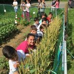 Percorso CLIL classi Scuola Primaria Ferrero a.s. 2017-2018 Insegnante Piana Sabrina Photosynthesis and cereals - quintocircoloal.gov.it