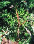 Il Larice Larix decidua - Riserva Forestale dell'Onsernone