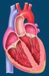 UN'OPPORTUNIT&Agrave; PER POTER TORNARE A GODERSI LA VITA! - VALVOLE-CARDIACHE.CH - malattie ...