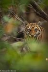 Kanha & Bandhavgarh Alla ricerca della tigre 12 - 22 Marzo 2020 - Grandi Viaggi Fotografici