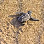 Mare, terra, ambiente - Basilicata - La Costiera Jonica Lucana: litorali incontaminati - Borgo San Gaetano