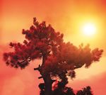 MERCATI EMERGENTI: UNA STORIA SECOLARE - GLOBAL OUTLOOK 2020 - Indosuez Wealth Management