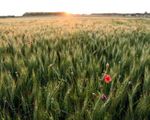 Azienda agricola in Galliate (NO), coltivazione di cereali per la trasformazione in farine e coltivazione di zafferano.