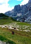 INDAGINE SULL'ATTITUDINE DEI RESIDENTI E TURISTI VERSO IL RITORNO DEL LUPO IN ALTO ADIGE - Versione attualizzata - eurac