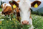 Sicurezza dei prodotti alimentari - Dai campi alla tavola: alimenti sicuri e sani per tutti