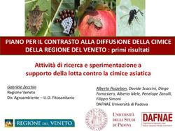 PIANO PER IL CONTRASTO ALLA DIFFUSIONE DELLA CIMICE - Veneto Agricoltura