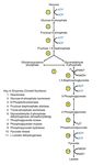 I BIOPOLIMERI PER IL CONFEZIONAMENTO ALIMENTARE: STATO DELL'ARTE E PROSPETTIVE DELL'ACIDO POLILATTICO.