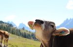 PRODOTTO DI MONTAGNA LE NUOVE FRONTIERE DEL MARCHIO - MARTED&igrave; 12 MARZO 2019 CESFAM - Ersa