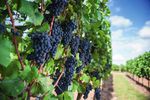 Linea Vite 2022 Innovazione e tradizione per una gamma di soluzioni unica e completa - BASF Agricultural Solutions Italia