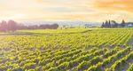 Linea Vite 2022 Innovazione e tradizione per una gamma di soluzioni unica e completa - BASF Agricultural Solutions Italia