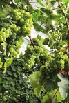 Linea Vite 2022 Innovazione e tradizione per una gamma di soluzioni unica e completa - BASF Agricultural Solutions Italia