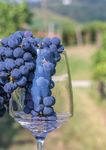 Linea Vite 2022 Innovazione e tradizione per una gamma di soluzioni unica e completa - BASF Agricultural Solutions Italia