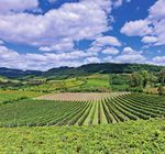 Linea Vite 2022 Innovazione e tradizione per una gamma di soluzioni unica e completa - BASF Agricultural Solutions Italia