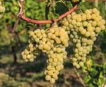 Linea Vite 2022 Innovazione e tradizione per una gamma di soluzioni unica e completa - BASF Agricultural Solutions Italia
