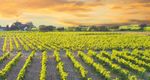 Linea Vite 2022 Innovazione e tradizione per una gamma di soluzioni unica e completa - BASF Agricultural Solutions Italia