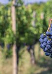 Linea Vite 2022 Innovazione e tradizione per una gamma di soluzioni unica e completa - BASF Agricultural Solutions Italia