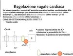 Organizzazione schematica di un organismo complesso