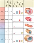 Organizzazione schematica di un organismo complesso
