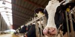 I peccati della carne e la difesa dell'ambiente - Neodemos