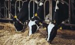 UTILIZZO DI CEPPI ATOSSIGENI DI ASPERGILLUS FLAVUS E DI CONSORZI MICROBICI MICORRIZATI PER LA RIDUZIONE DEL CONTENUTO DI MICOTOSSINE DEL MAIS