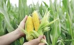 UTILIZZO DI CEPPI ATOSSIGENI DI ASPERGILLUS FLAVUS E DI CONSORZI MICROBICI MICORRIZATI PER LA RIDUZIONE DEL CONTENUTO DI MICOTOSSINE DEL MAIS