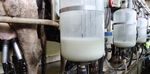 UTILIZZO DI CEPPI ATOSSIGENI DI ASPERGILLUS FLAVUS E DI CONSORZI MICROBICI MICORRIZATI PER LA RIDUZIONE DEL CONTENUTO DI MICOTOSSINE DEL MAIS