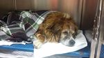 Ambulanze Veterinarie Italia - Presentazione Associazione Obbiettivi di Istituto Automezzi ed Attrezzature Volontari e Servizi del progetto