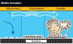 La corrosione microbiologica negli acciai inossidabili: una mini-review