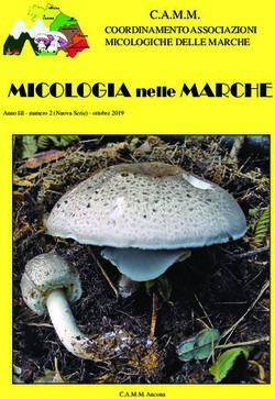 MICOLOGIA nelle MARCHE - C.A.M.M. COORDINAMENTO ASSOCIAZIONI MICOLOGICHE DELLE MARCHE