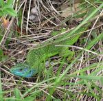 Protezione adeguata del vigneto e della sua fauna - Agroscope