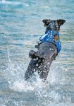 GIORNATE DI VISITA 1O SABATO - La rivista della Fondazione scuola svizzera per cani guida per ciechi Allschwil - Blindenhundeschule