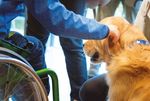 GIORNATE DI VISITA 1O SABATO - La rivista della Fondazione scuola svizzera per cani guida per ciechi Allschwil - Blindenhundeschule