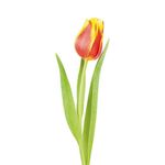 Fioritura dei Tulipani - da Martedì 30 Aprile a Domenica 5 Maggio 2019 - Rossi Viaggi