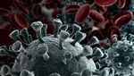 Nuovo coronavirus Istituto Superiore di Sanit&agrave; - Comune di Cisano Bergamasco